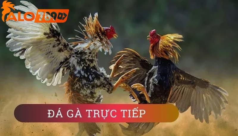 Xem livestream đá gà ALO789 sống động, chân thực