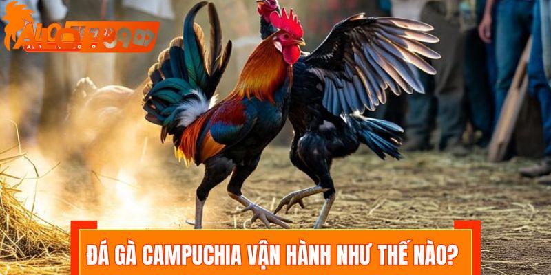 Đá gà Campuchia được vận hành theo quy trình nào?