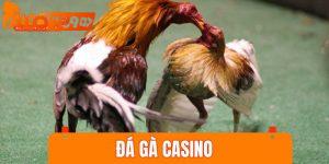 đá gà casino