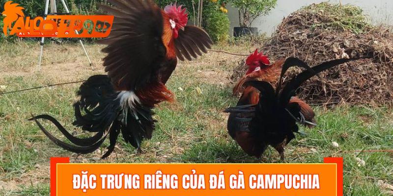 Những đặc trưng riêng của đá gà Campuchia